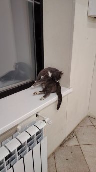 Котики такие важные