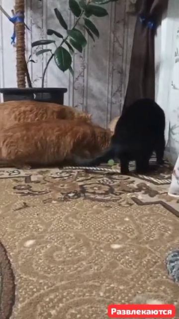 Заинтриговал всех и подключил к игре.