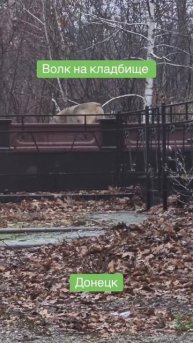 Раненый волк замечен в Донецке.
Как сообщают жители, зверь был замечен возле кладбища Донецкое море