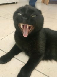 Трансляция