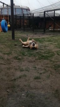 Лев Шерхан и дети.