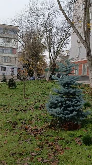 Ноябрь сумрочный с утра, по городу гуляет, В предверии дождя