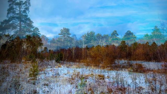 Лес в ноябре, окрестности города Асбест, Средний Урал🌳🌲🌿🌼🍂🍁🌲