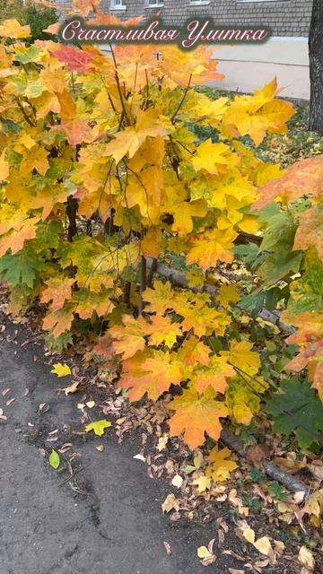 Кадры природы ноября.