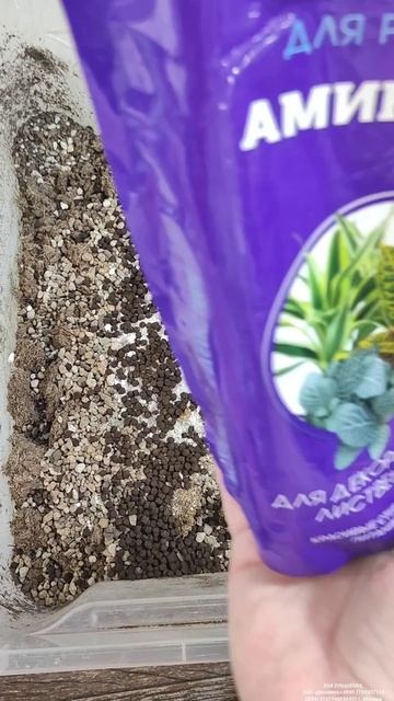 Коротко и быстро научу выращивать ЗАМИОКУЛЬКАС и будет КЛУБЕНЬ с кулак и МОЩНАЯ корневая