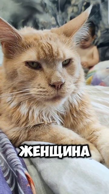 Кто прав? #мейнкун #котики #веселыекоты #cat #котофейка #кот #видосыоткота #мейкун #коты #моякошка