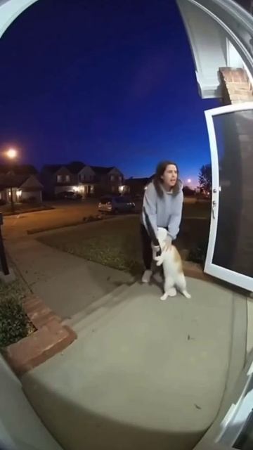 Не давайте котам дробовик