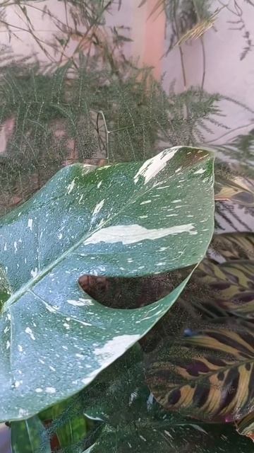 Для настроения 🥰♥️🪴!