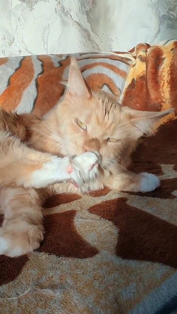 Взрослая жизнь #мейнкун #котики #котофейка #cat #веселыекоты #котик #видосыоткота #мейкун #коты