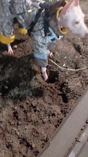 Там живёт крот!