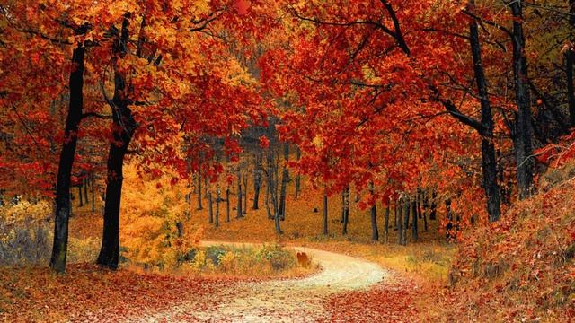 «Осень» стихи Ольги Синар