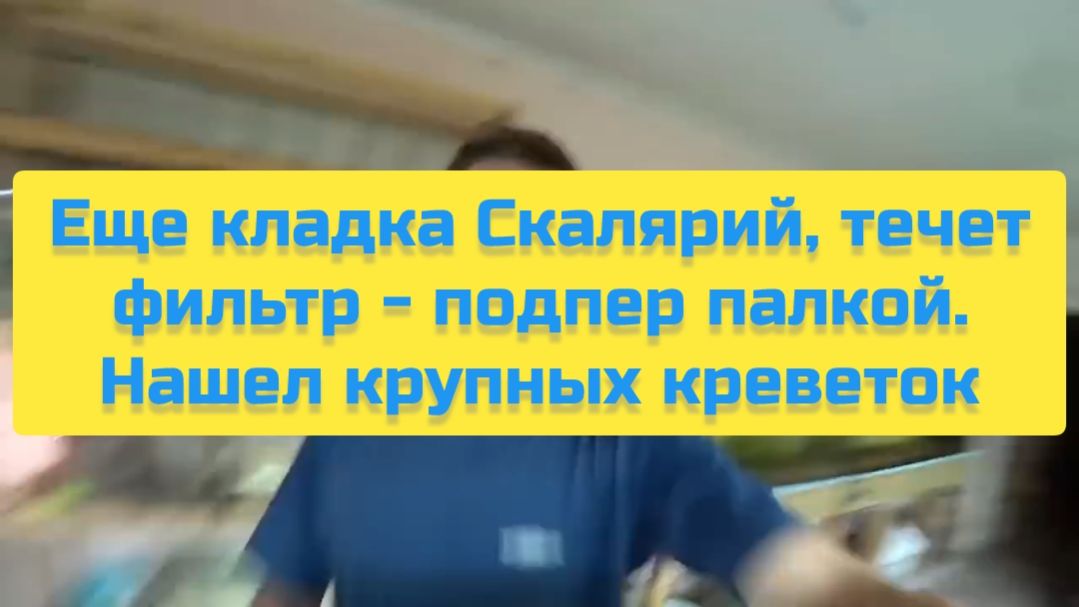 ЕЩЁ КЛАДКА СКАЛЯРИЙ, ТЕЧЁТ ФИЛЬТР - ПОДПЁР ПАЛКОЙ. НАШЕЛ КРУПНЫХ КРЕВЕТОК