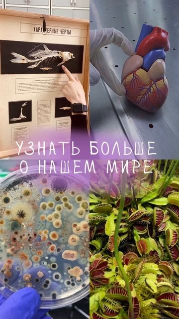 Подробности в телеграмме канале @lanapaninaa