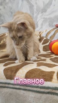 Неожиданная радость #мейнкун #котики #котофейка #cat #котик #видосыоткота #мейкун #коты #юмор #смех