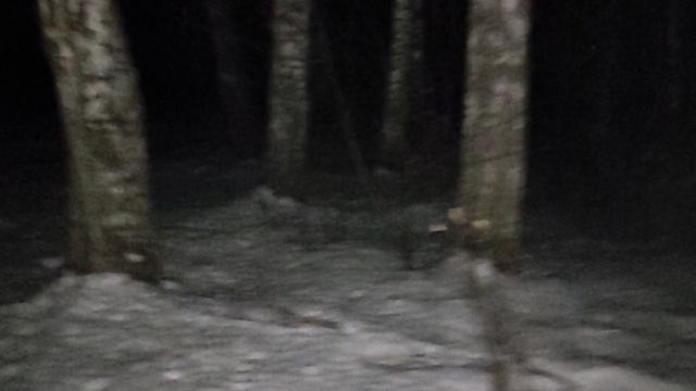 В лесу: "Золотые унитазы" режима Зеленского или реконструкция событий по принуждению Украины к миру