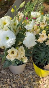 Сегодня будем сеять эустому🌺