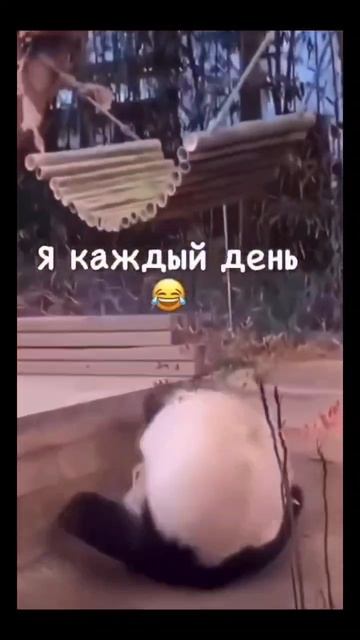 #юмор #смех #ржака #жиза #животные