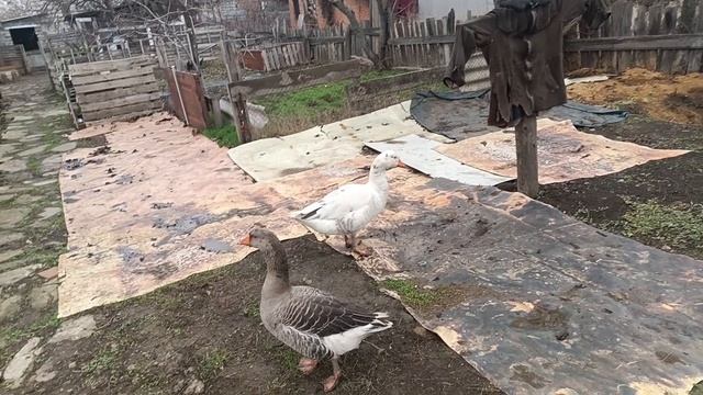 Почему к многодетным такое отношение?Это болезнь?