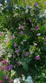 Наш любимый огород в Сибири деревенская клумба просто и красиво!