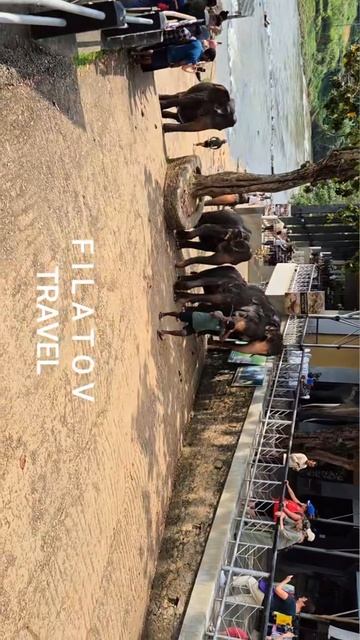 Слоны гуляют по улицам 😍 #слоны #elephantlove #африканскиеслоны #asianelephants #saveelephants #wil