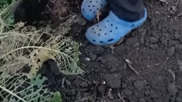 Пересаживаем шефердию. Грузди настоящие. Хурма из черенка.