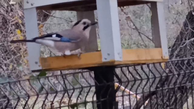 Сойка в ЖК Кипарис Сукко 20 Ноября 2025 года