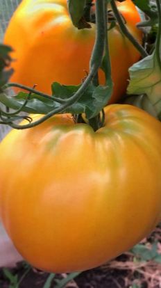 ВОТ ЭТО ПОМИДОР!😋