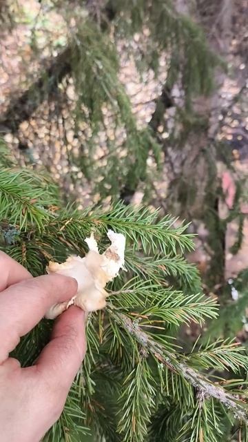 Белкина потеряшка.