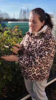 ОБРЕЗКА ПЛЕТИСТОЙ РОЗЫ НА ЗИМУ: НЕВЫЗРЕВШИЕ ПОБЕГИ - ПОД НОЖ!