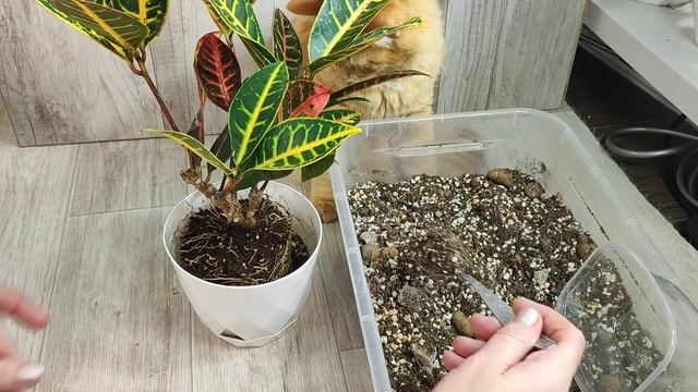 КРОТОН, Реанимация и Легкая пересадка кротона, правильный грунт