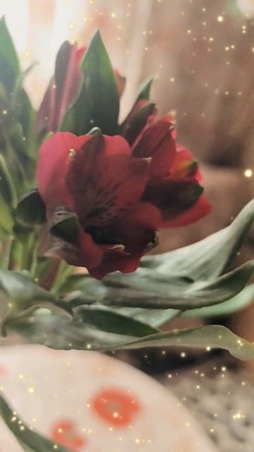 подарили цветок 🥀