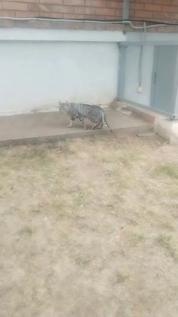 Я нашол котика