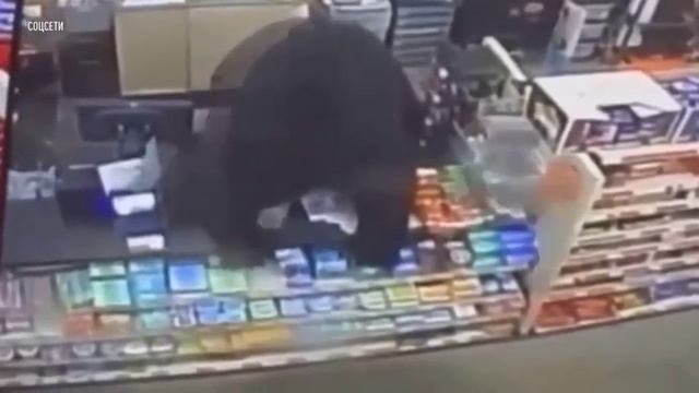 В США медведь ворвался в магазин, преследуя школьника
