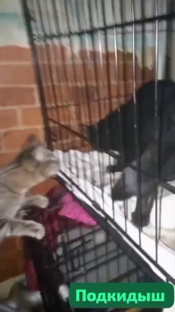 В ночку темную в сырой коридор брошен,как в каземат,ненужный он