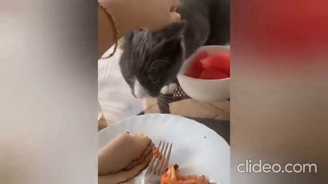 Песня про кота Булю | Приколы с котами | Смешные видео про котов