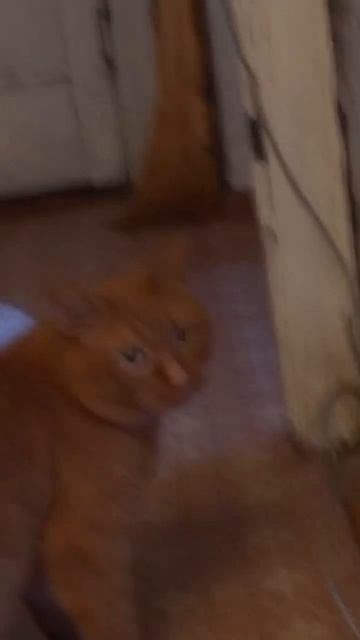 Художественный Сериал – Батя и Кот в недоразумении ред 21