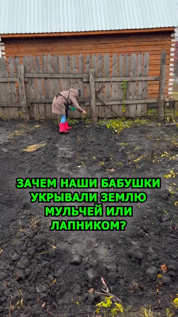Почему наши бабушки и дедушки всегда укрывали землю мульчей или лапником?