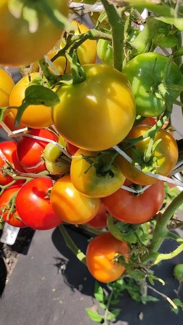 3 Сорта Томата из 800 сортов выбрала на следующий 2026 год #огород