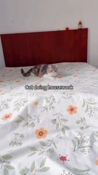 Пушистые помощники