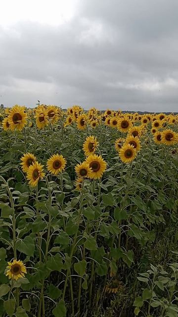 Подсолнухи