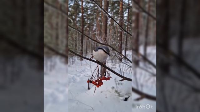 Песня ДОБРО