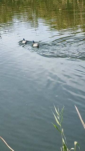 Встреча на тропинке у пруда. Здесь живут не только утки.