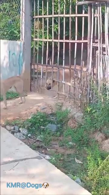 Старший умный был детина, младший вовсе был дурак😂