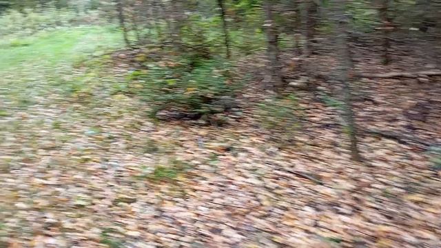 около деревни голишево