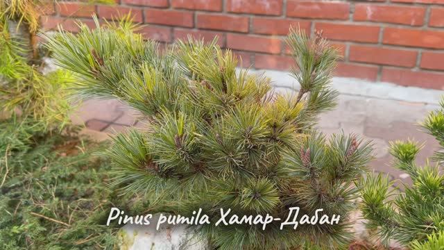 Pinus pumila Хамар-Дабан
