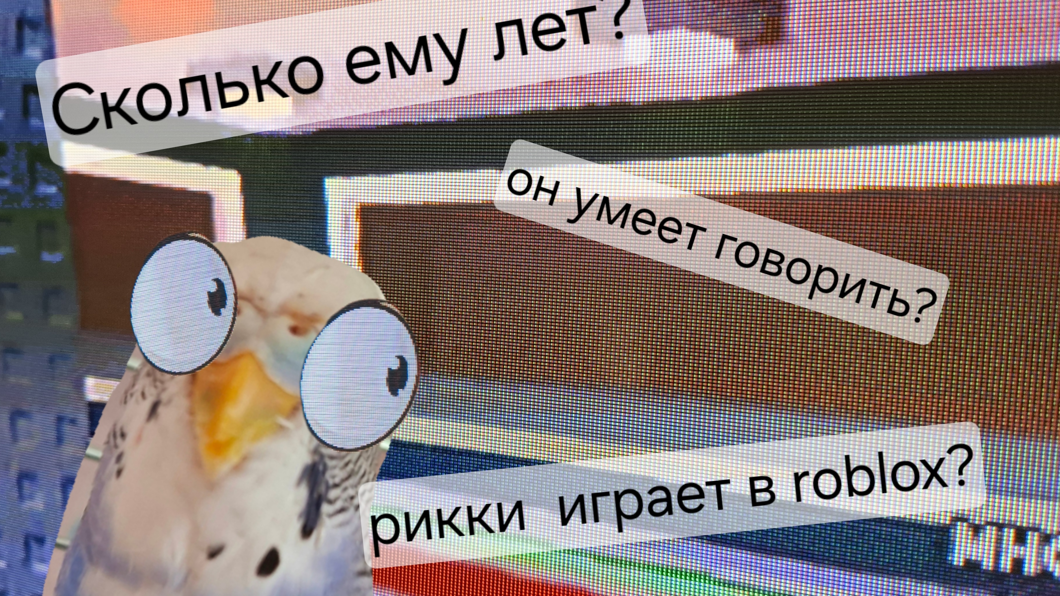интересные факты про Рикки! Что нового вы узнали в этом ролике? 🐦