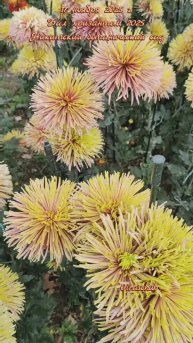 17 ноября 2025 г. Никитский ботанический сад. Бал хризантем-2025 #ялта2025 #никита #балхризантем