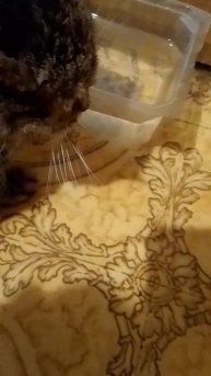 кошка Алиса