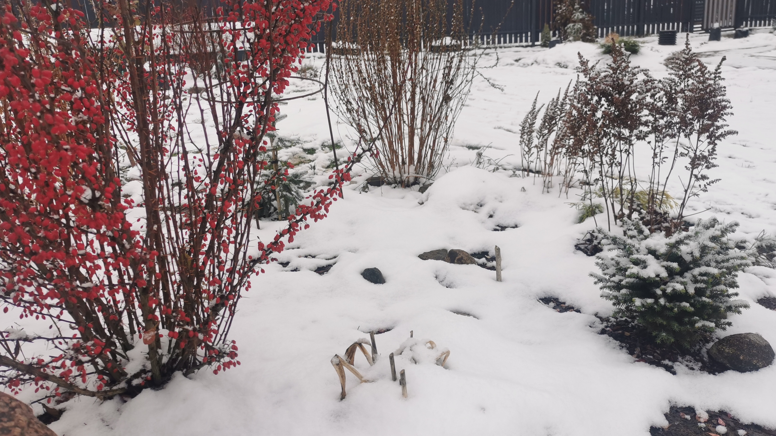 Обзор елей под снежком. Обыкновенные и необычные ели. #Хвойные 1 часть. 21.11.2025 восток Ленобласти