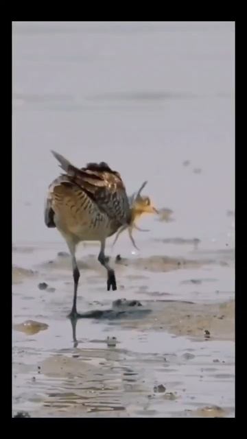 #битва #юмор #смех #прикол #ржака